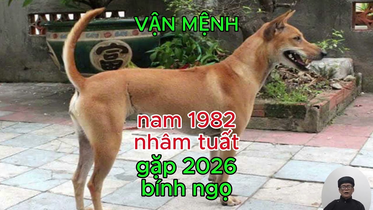 TỔNG QUAN TỐT XẤU NAM NHÂM TUẤT 1982 gặp 2026
