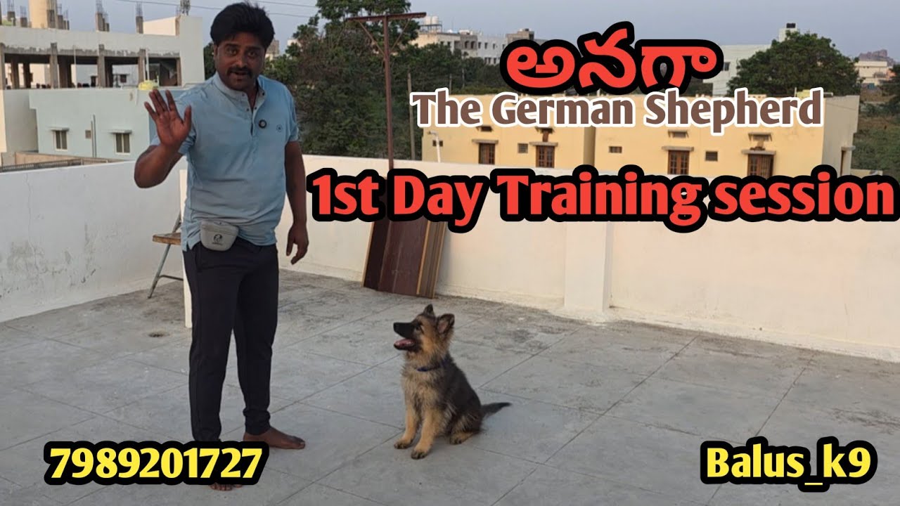 అనగా The German Shepherd 1st day training session @BalusK9Dogtraining#support