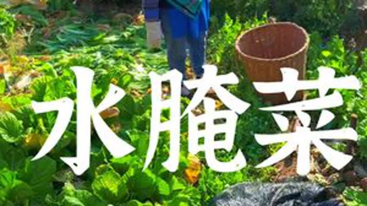 最简单的一种腌菜制作方法，仔细看完哦！最重要是好吃！#腌菜 #水酸菜