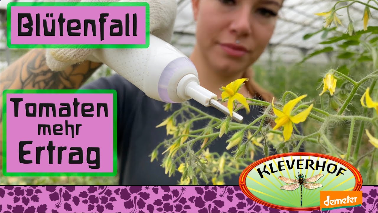 Blütenfall bei Tomaten. 6 Probleme, 6 Lösungen