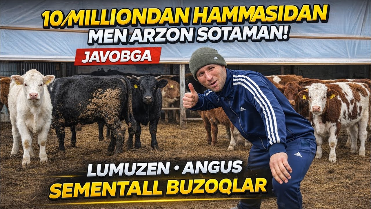 10/MILLIONDAN BOSHLANADI HAMMASIDAN MEN ARZON SOTAMAN GAPIMGA JAVOB
