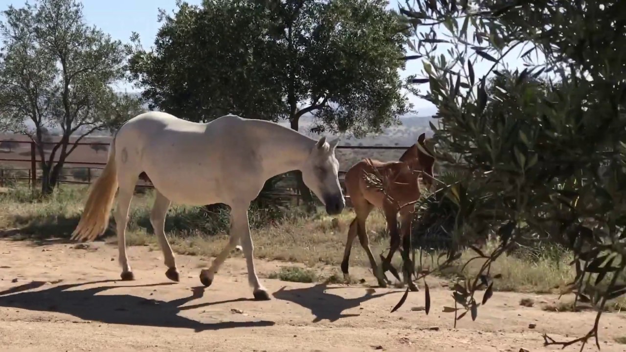 Yegua y su  potrillo. Caballos y yeguas pura raza española. Andalusian horse