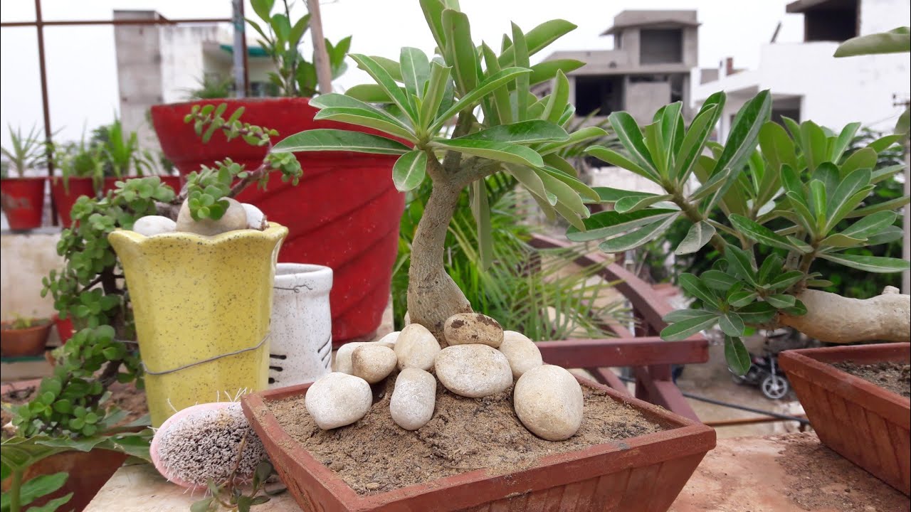 Adenium - How to give Shape to Adenium Roots || Fun Gardening || 23 Aug, 2017