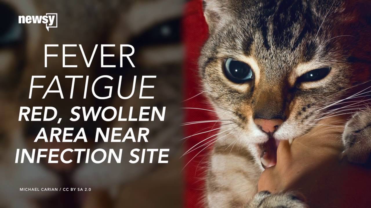 Cat-scratch disease is hospitalizing more people