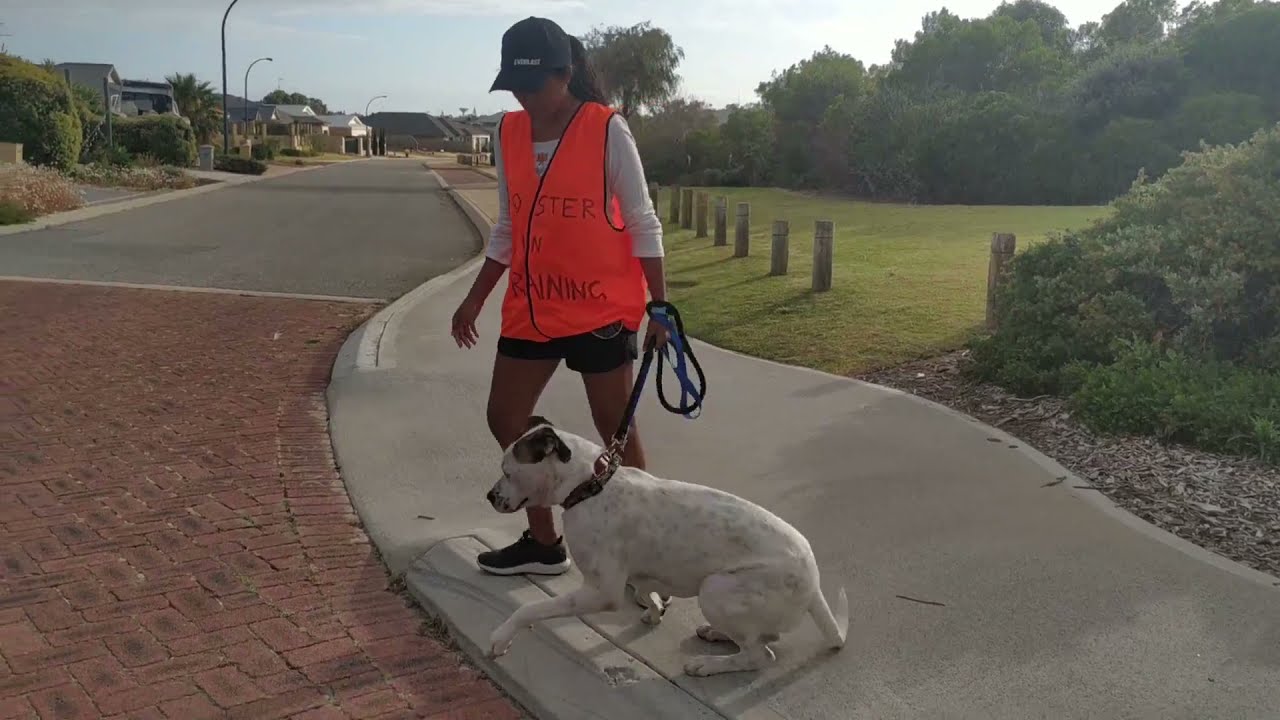 Roadside Training Our Foster Dog: Bailey The One Year Old Bull Arab