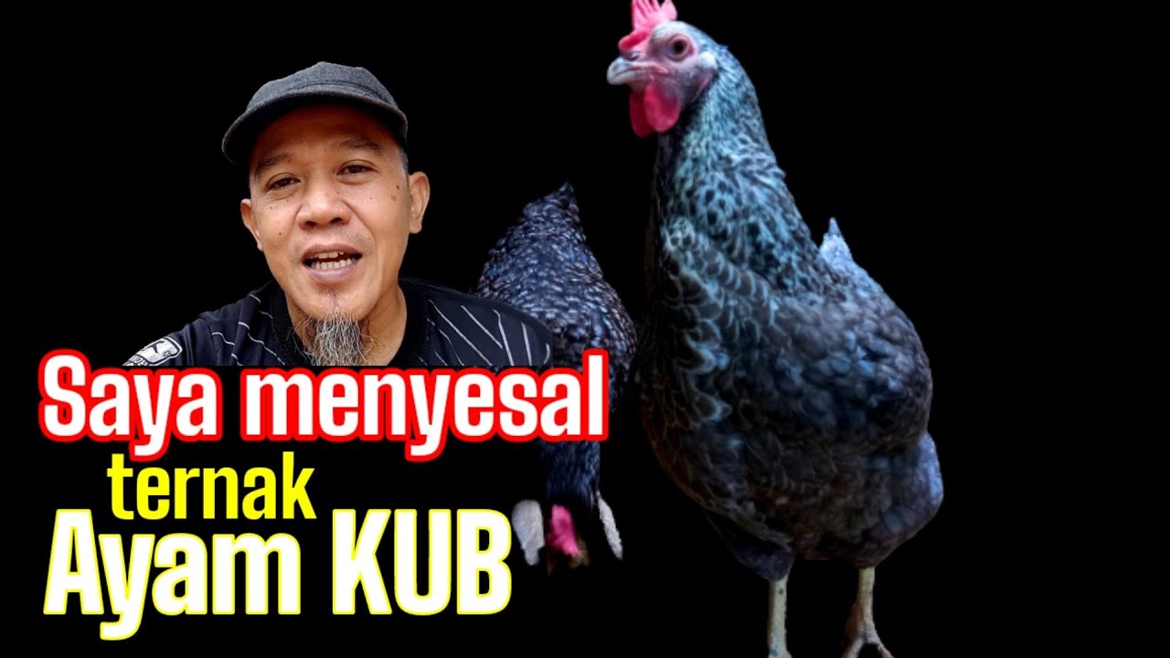 Menyesal Ternak Ayam KUB #ternakayam #001 @Kreatif TV