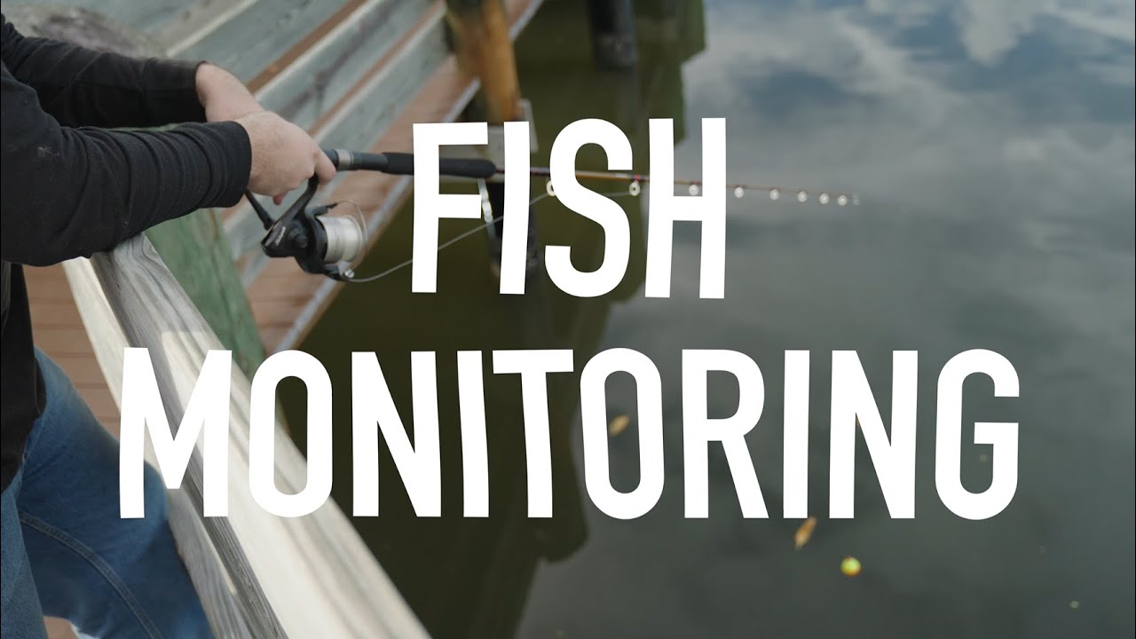 The ORCA Minute: Let's talk about fish monitoring