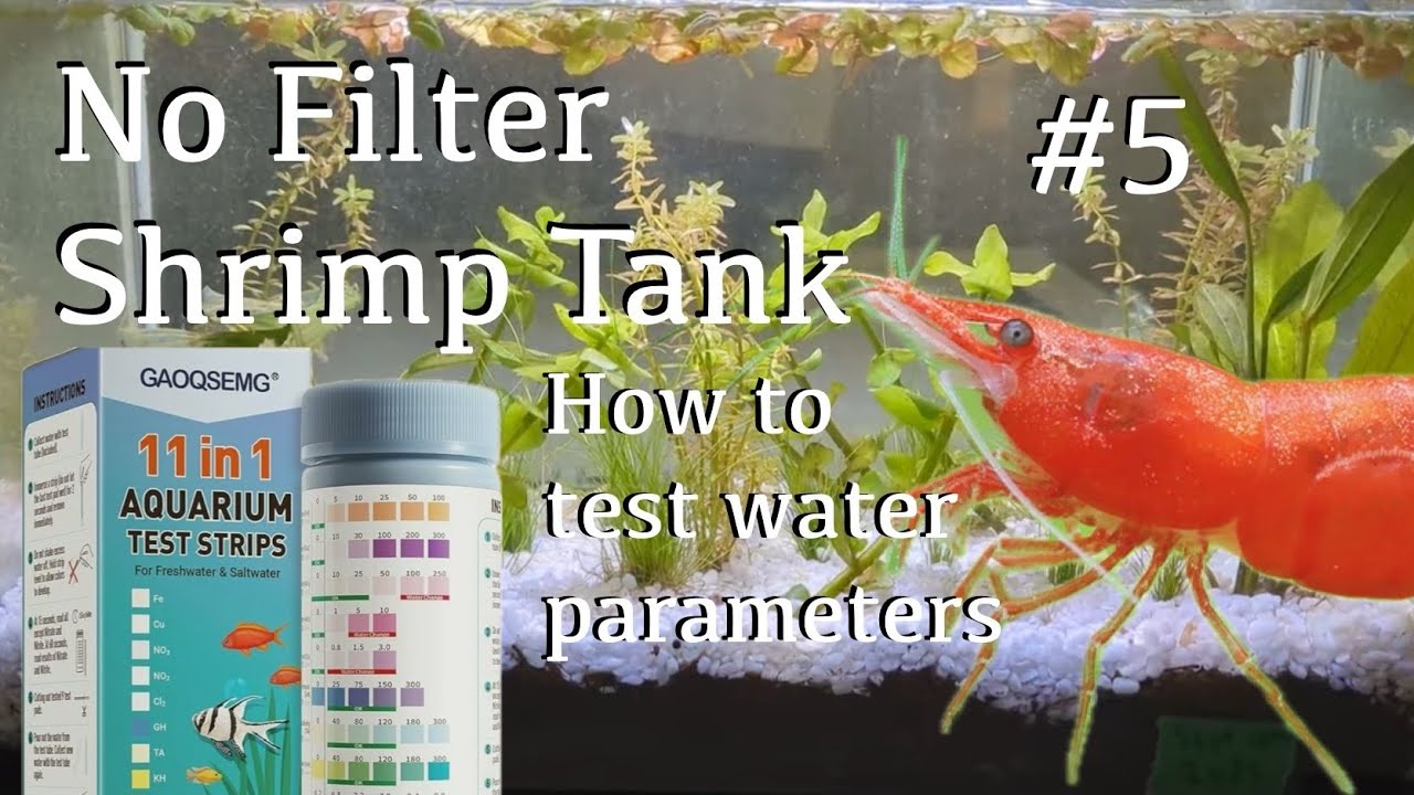 #5 No Filter Shrimp Tank - How to Test Water Parameters 