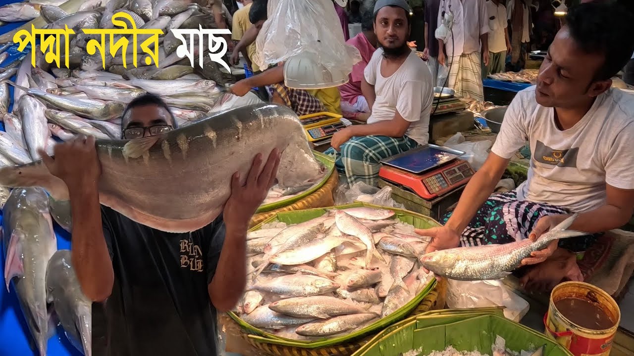 রেল শহর ঈশ্বরদীর বড় বাজার হতে পদ্মা নদীর বড় চিতল মাছ কিনলাম | গ্রামীন হাট বাজার