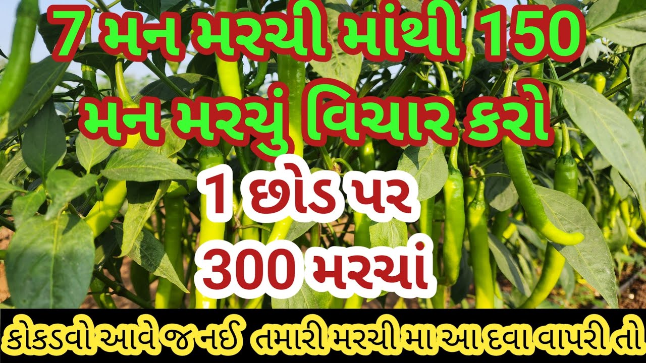 મરચી ની ખેતી ||1 છોડ પર 300 મરચા || chili ||9909887736 |@superresultjpi643