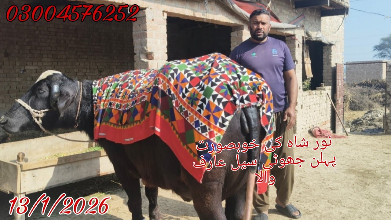 Noor Shah ki top buffalo sale Okara Animal Tv 03004576252/14/1/2026/لوکیشن عارف والا 