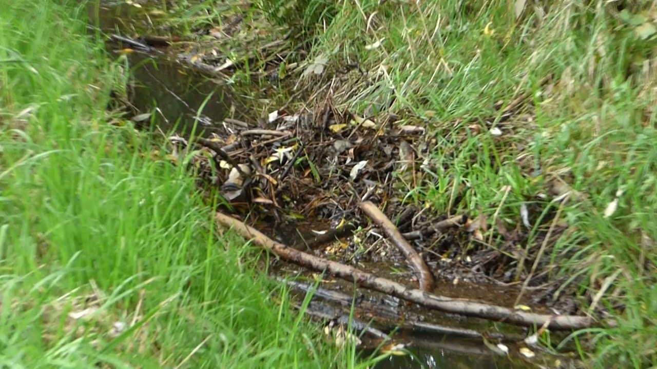 Was hat ein Wassergraben bei Sievershausen mit der Ahrtalflut zu tun?