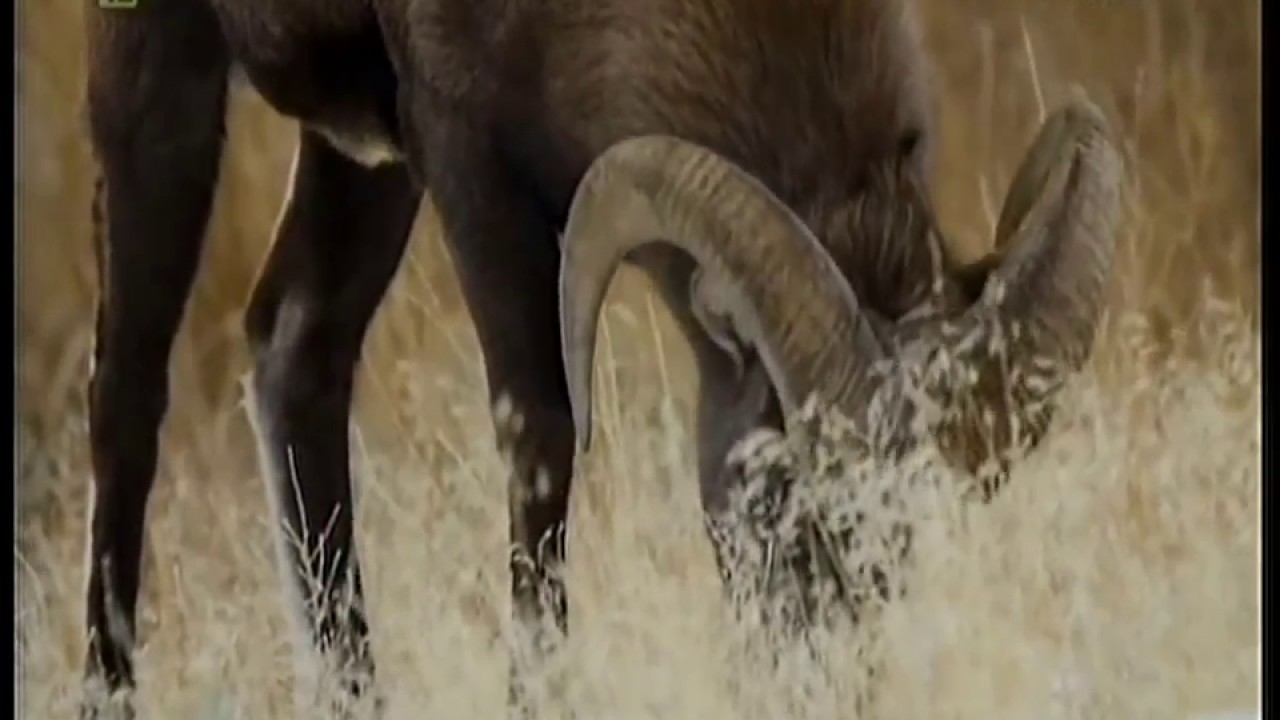 ** - HISTORIA CYWILIZACJI - dokument. PL