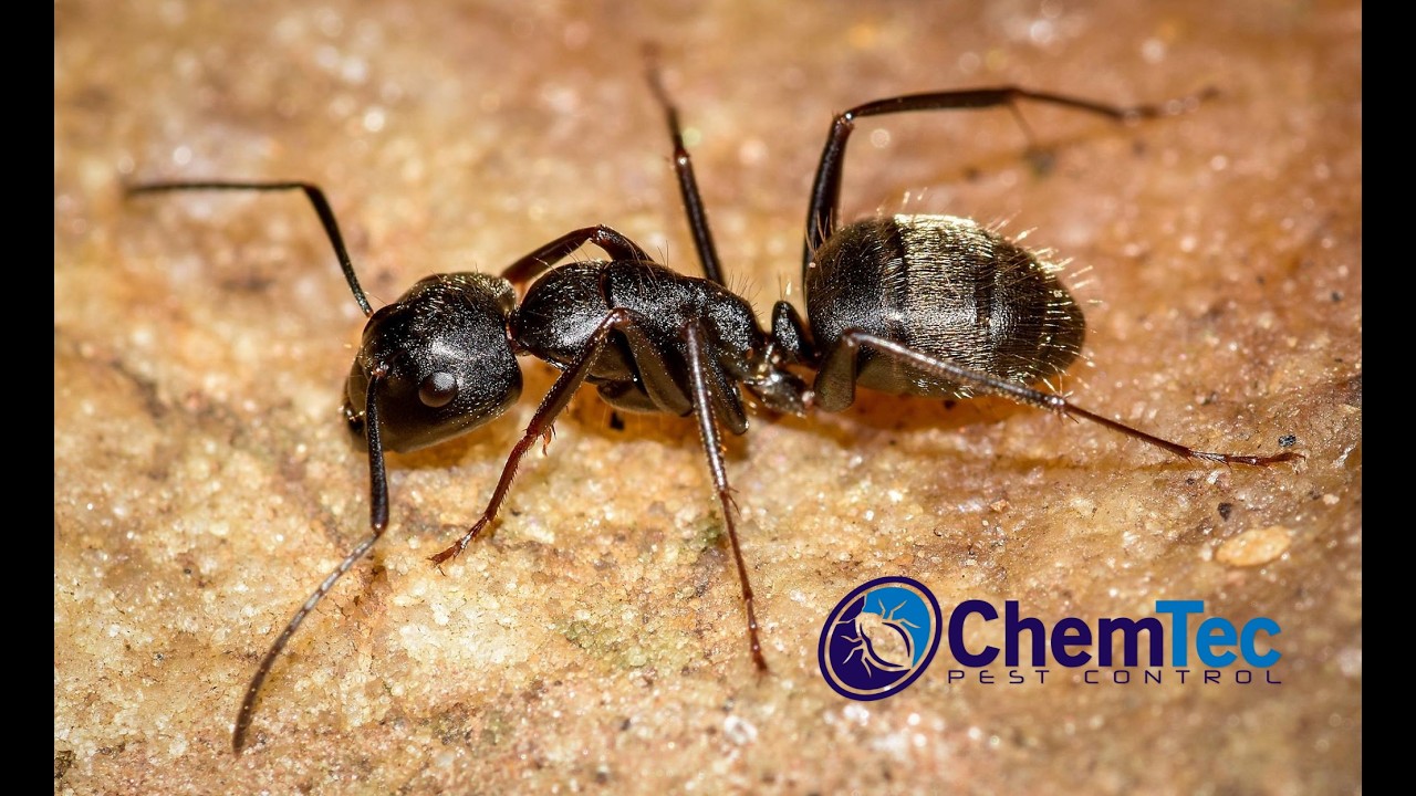 Ant Treatment with ChemTec Pest Control