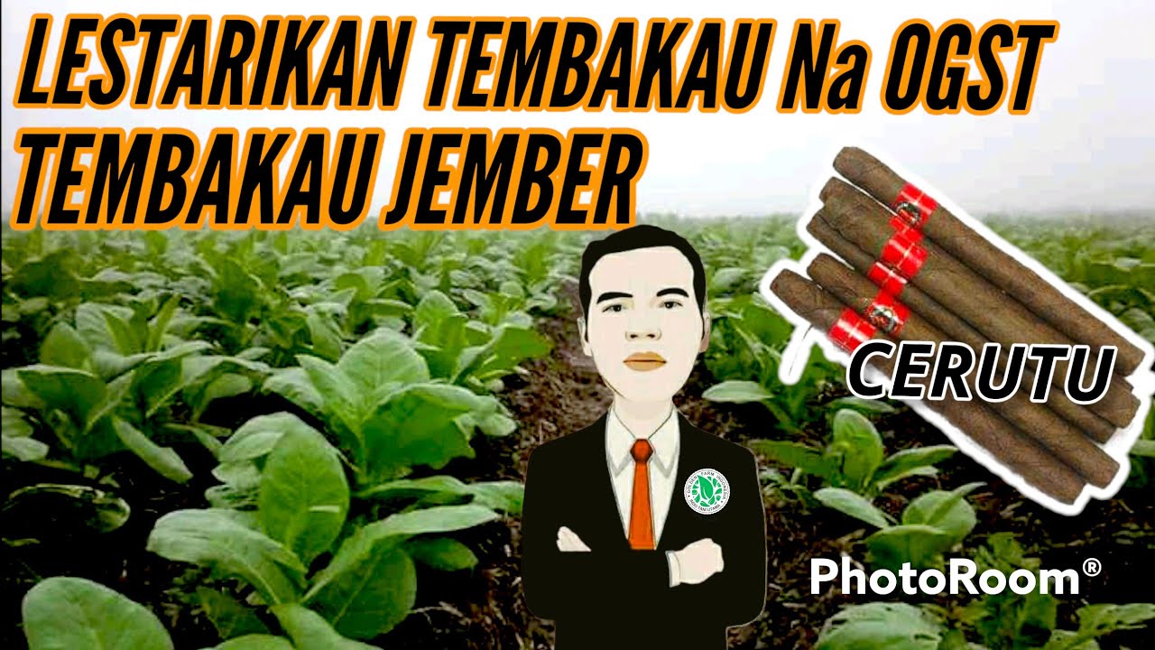 tembakau untuk cerutu  | tembakau na oogst | daun tembakau cerutu