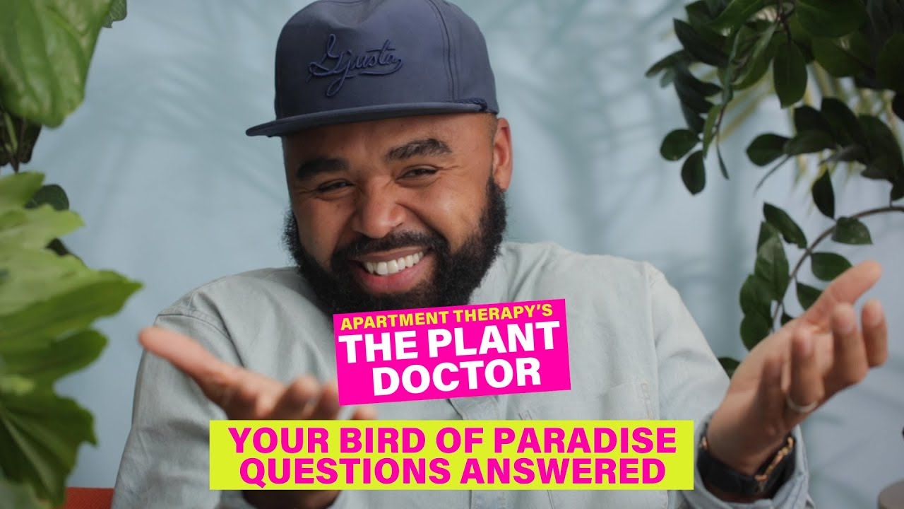 Your Bird of Paradise Questions Answered | The Plant Doctor | Apartment Therapy
