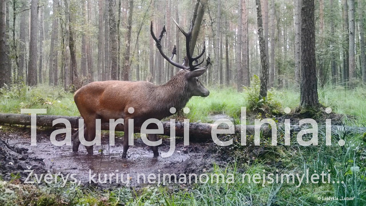 Taurieji elniai. Žvėrys, kurių neįmanoma neįsimylėti