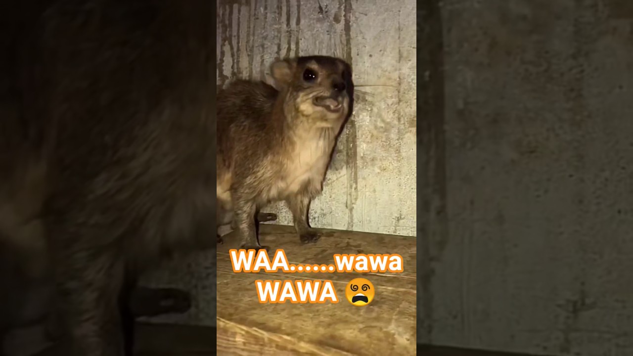 WAA...wawa...WAWA 😵 #funny #hyrax #animals #funnymemes #fypシ゚viral #fyp #shorts #memes #viralmemes