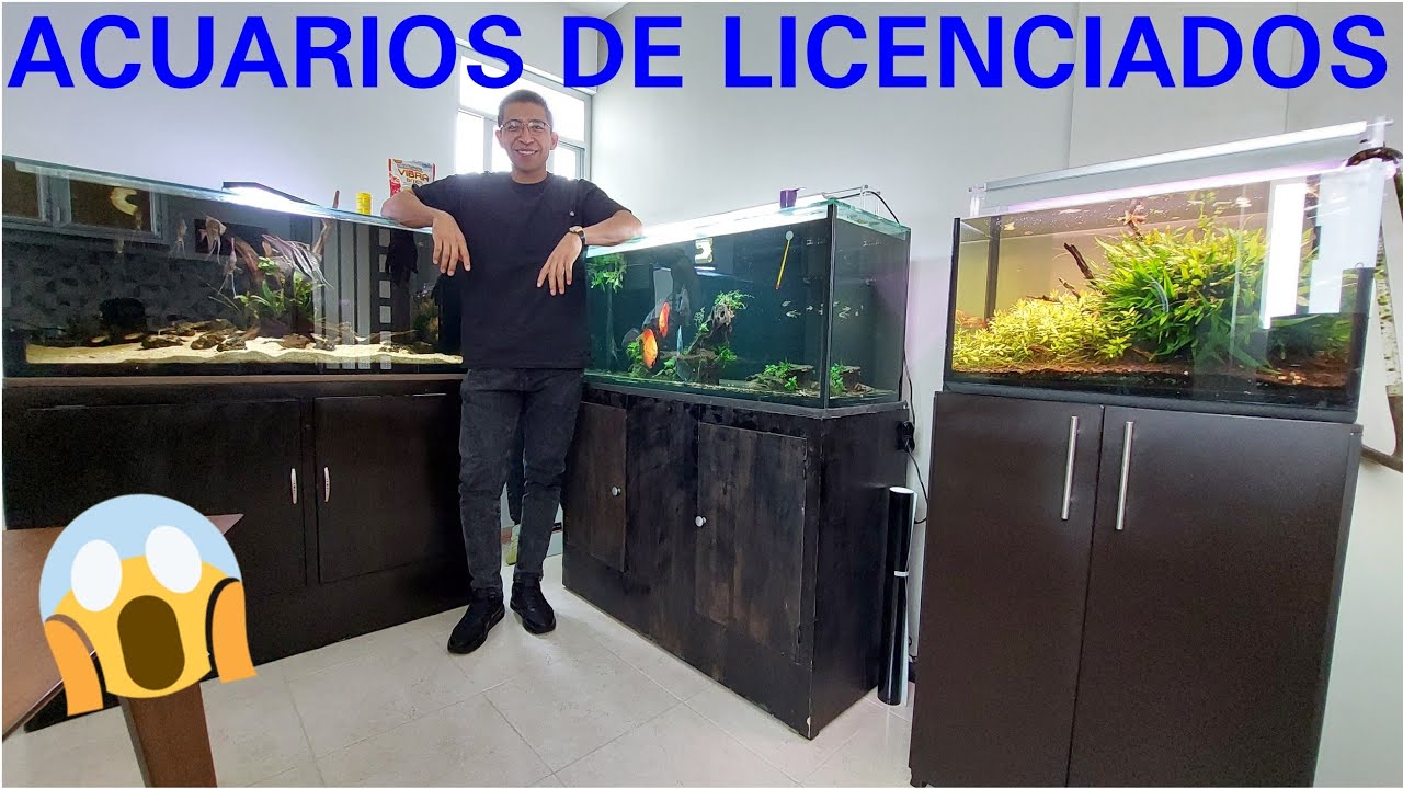 ALBERTO Y SUS TRES ENORMES ACUARIOS DE PECES SALVAJES AMAZONICOS ft ACUARIOS DE TEHUACAN