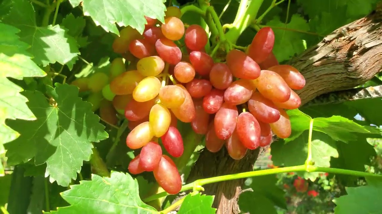 Огляд деяких надранніх  гф  винограду на прививках цього  року🍇👍🤠