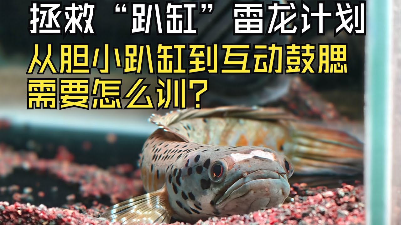 如何把趴缸缩鳍没状态野生雷龙养到追食互动？需要注意些什么？以这条幻彩蓝宝石雷龙为例说一说！