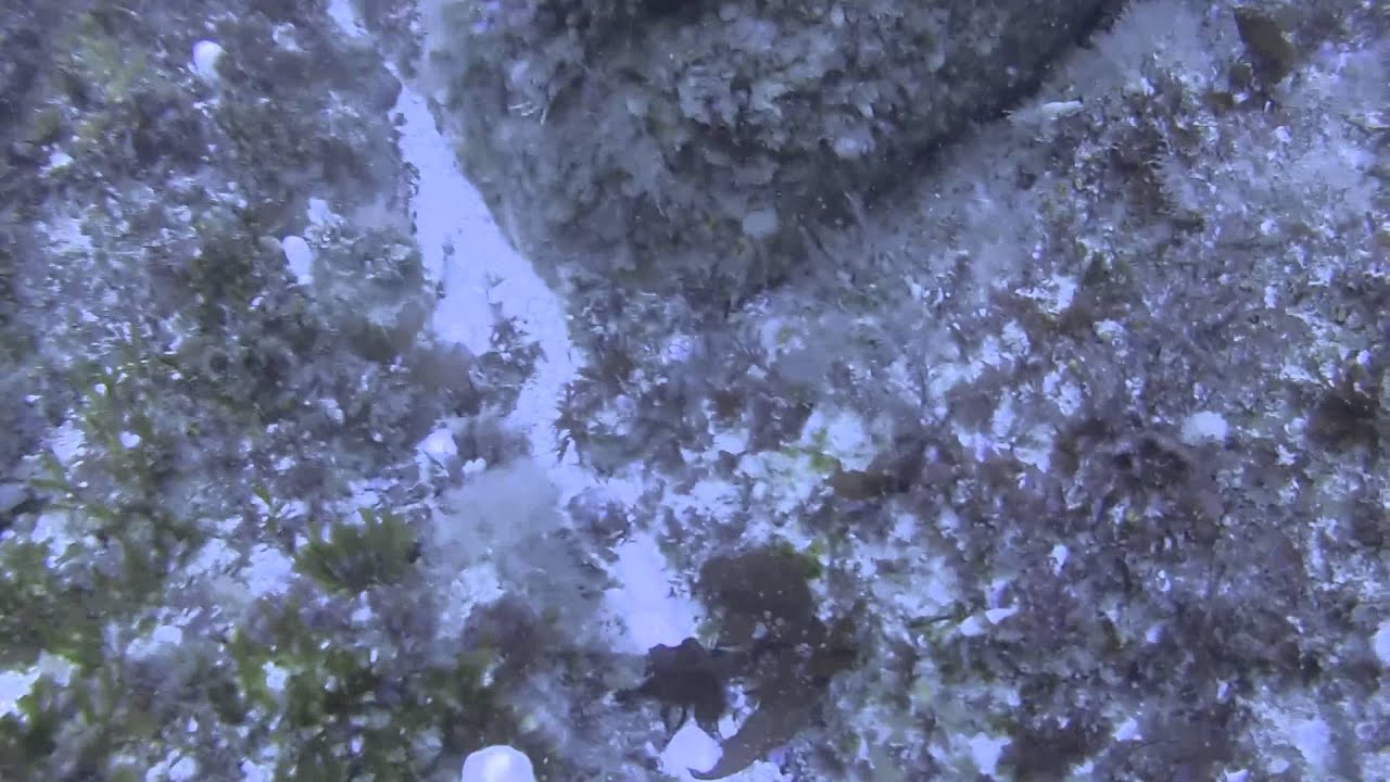 Diving Boue Blondel Guernsey Pt.2