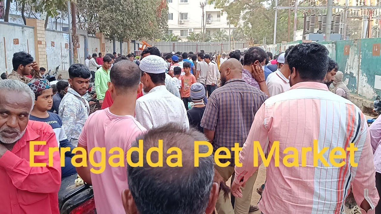 Erragadda every Sunday Pet market in  Hyderabad, TS. India 🇮🇳 10-03-2024