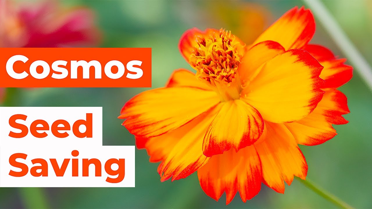 🌼 Cosmos Seed Saving & Deadheading 🌼
