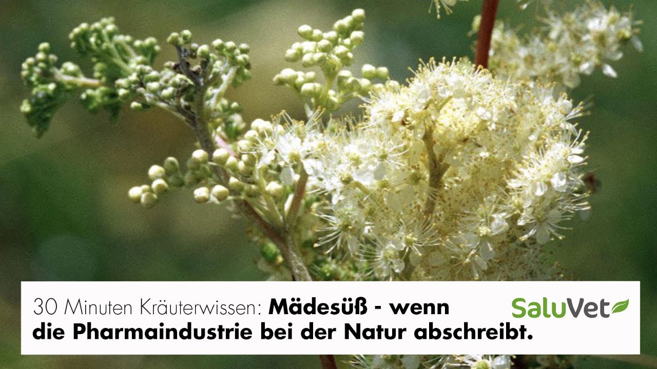 Mädesüß - wenn die Pharmaindustrie bei der Natur abschreibt.