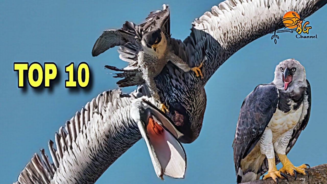 Top 10 Burung Raptor Paling Menakutkan di Dunia!! burung pemangsa lintas udara!