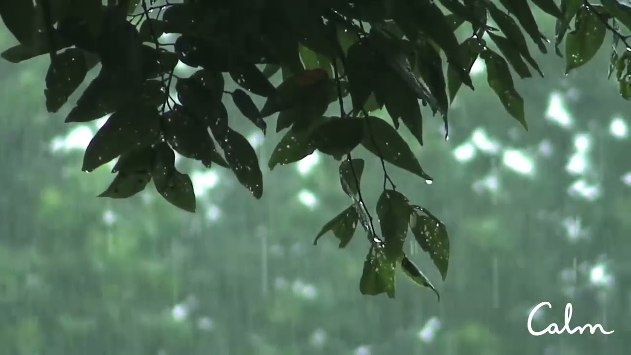 Rainstorm Sounds for Relaxing, Focus or Deep Sleep - Nature White Noise - 8 Hour Video