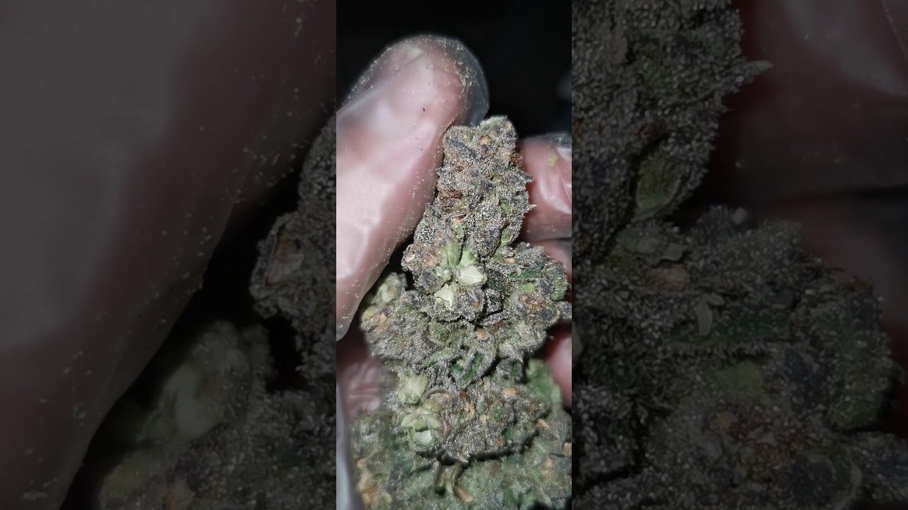 Black Frost. Unreleased @jg_gr0w #coalitionseedco #strains @swiipkiidon #coalitionseedco