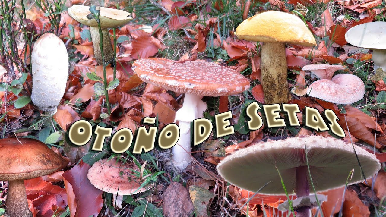 Oto&ntilde;o de setas.