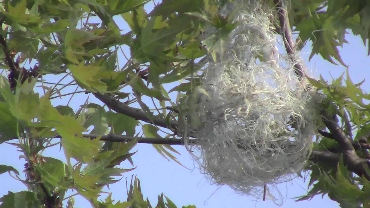 Oriole Building a Nest in Millgrove Ontario Canada