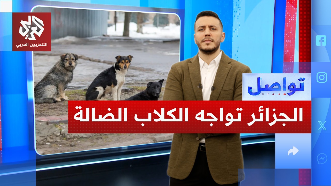 أخيرًا.. الجزائر تجد بديلًا للقالوفة.. أين ستذهب الكلاب الضالة؟ │ تواصل