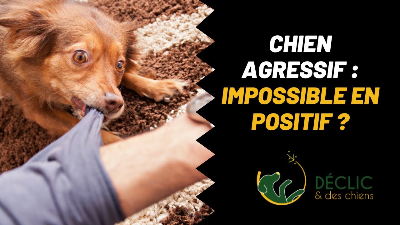 Chien agressif et méthodes positives
