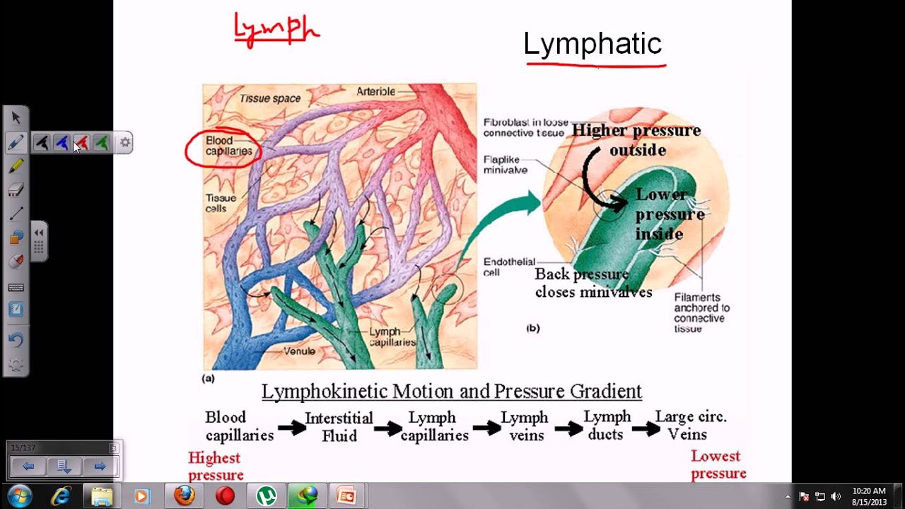 Organs of the immune system