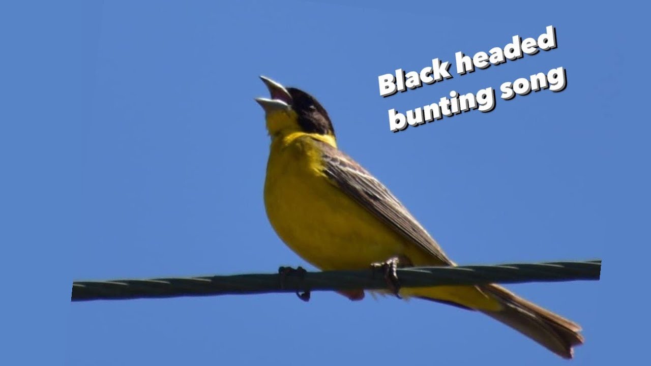 Black headed bunting song / Emberiza melanocephala / Αμπελουργός | Kos ,Greece