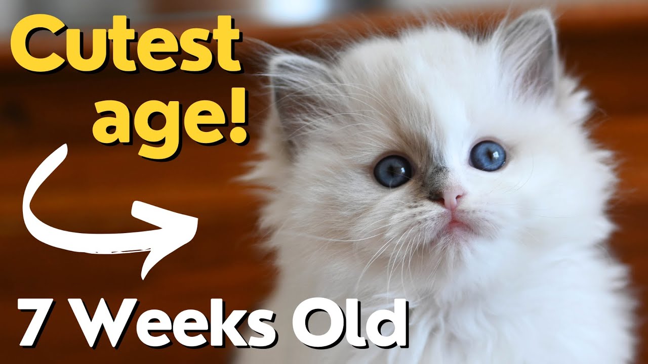 Ragdoll Kittens 7 Weeks 🐱 So Cute