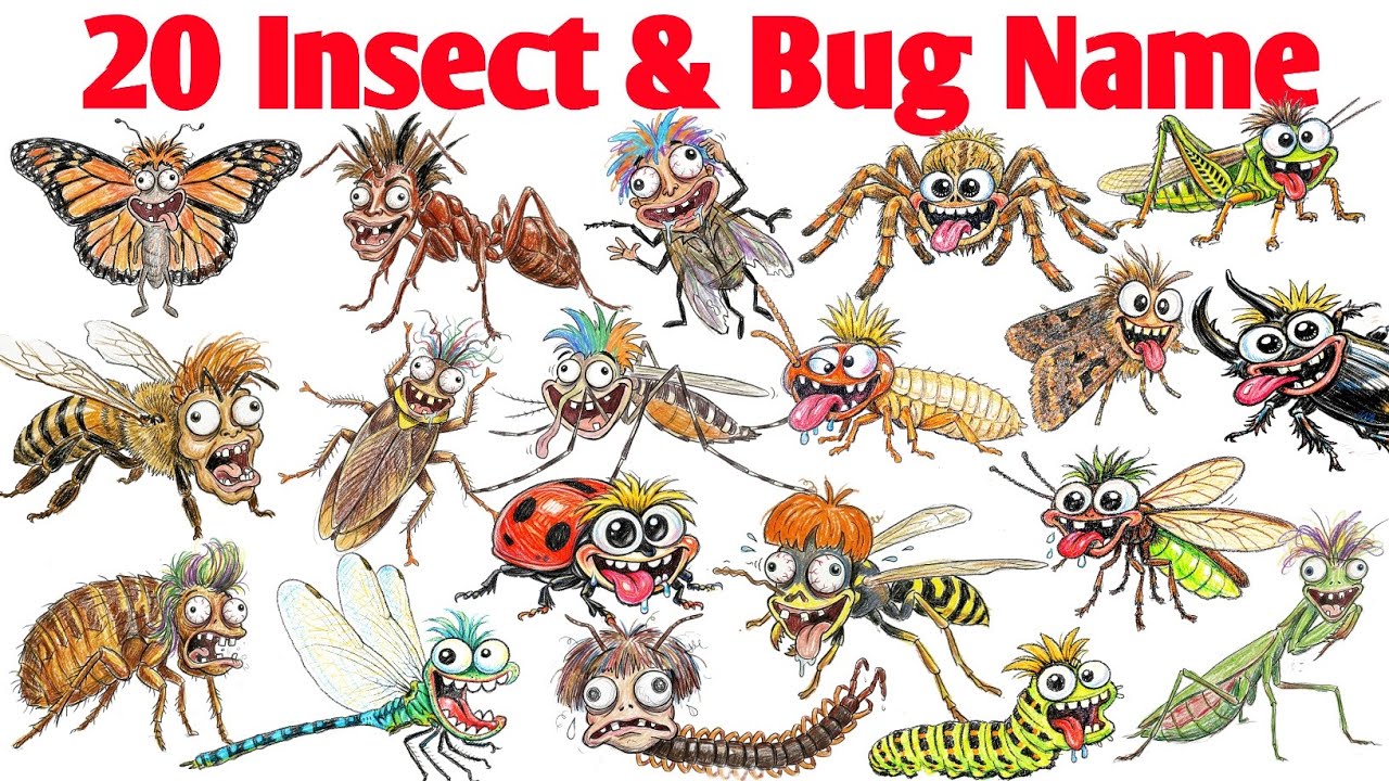20 Insect & Bug Name | कीड़े के नाम | Insect Name and Pictures | Kids Learning Hindi & English