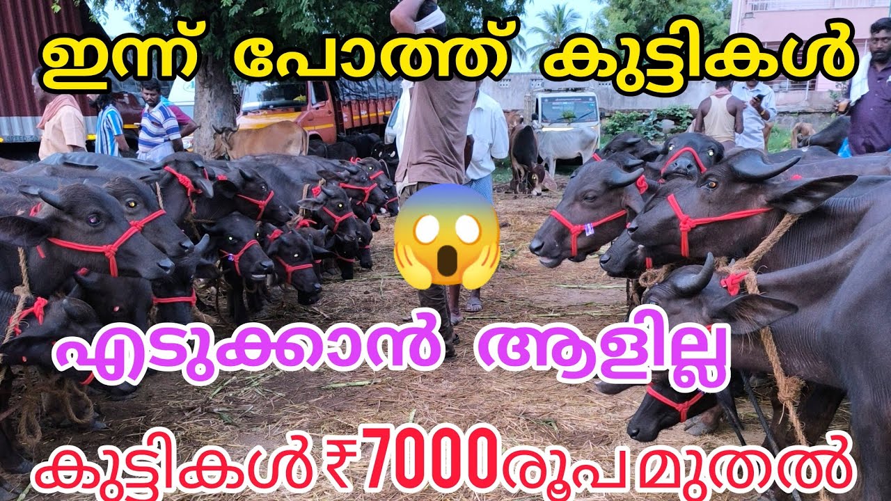 ഈ ആഴ്ചയിലെ വില നിലവാരം #anwarvlog #buffalomarketvideotamilnadu #animals #buffalomarketvideo #baffalo