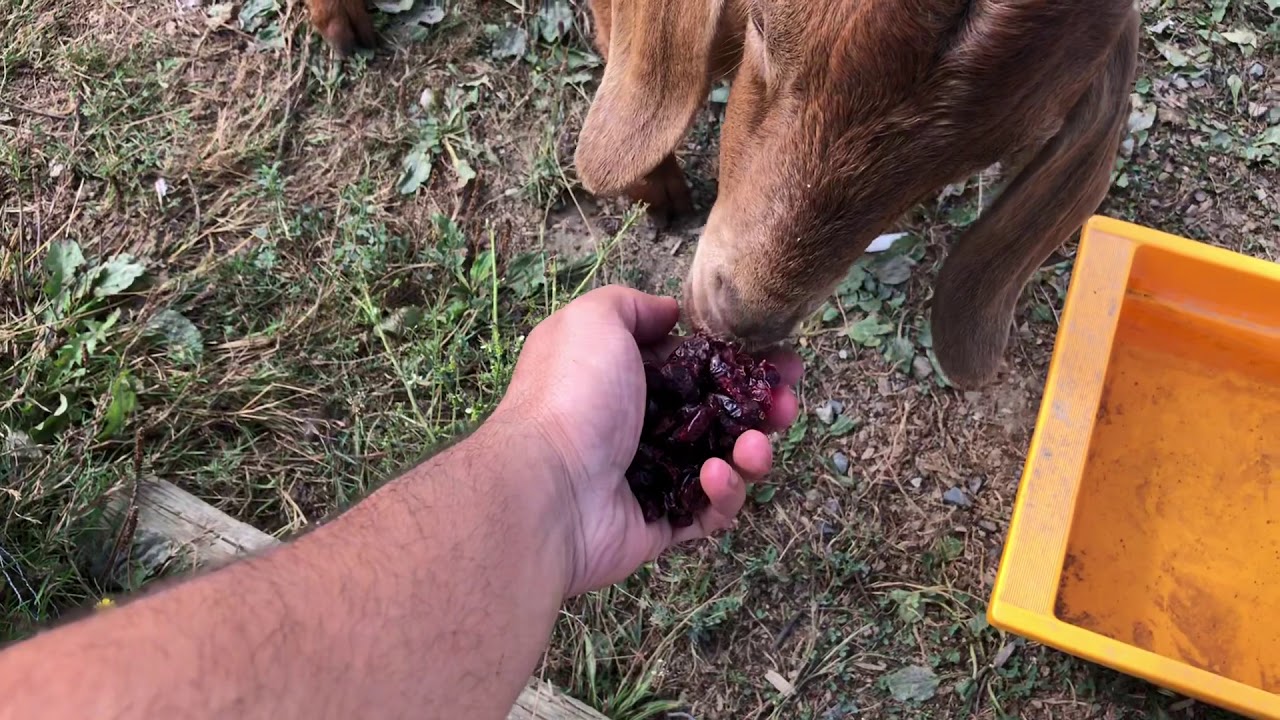 Doberman eating cranberries