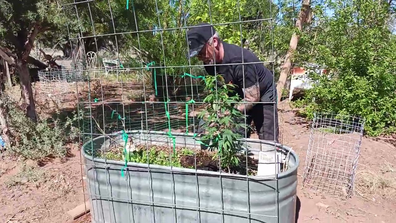 2023 150 Gallon Grow Off