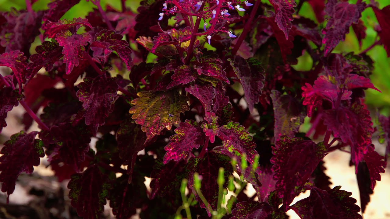 Canon C500 MKI Blackmagic 4K RAW Test 02