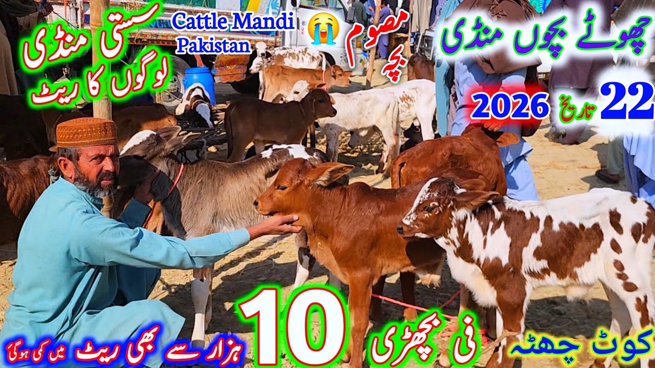 22 January 2026 cholistani hiefers bachrian punjab pakistan cattle mandi kot chutta کوٹ چھٹہ منڈی 🤔