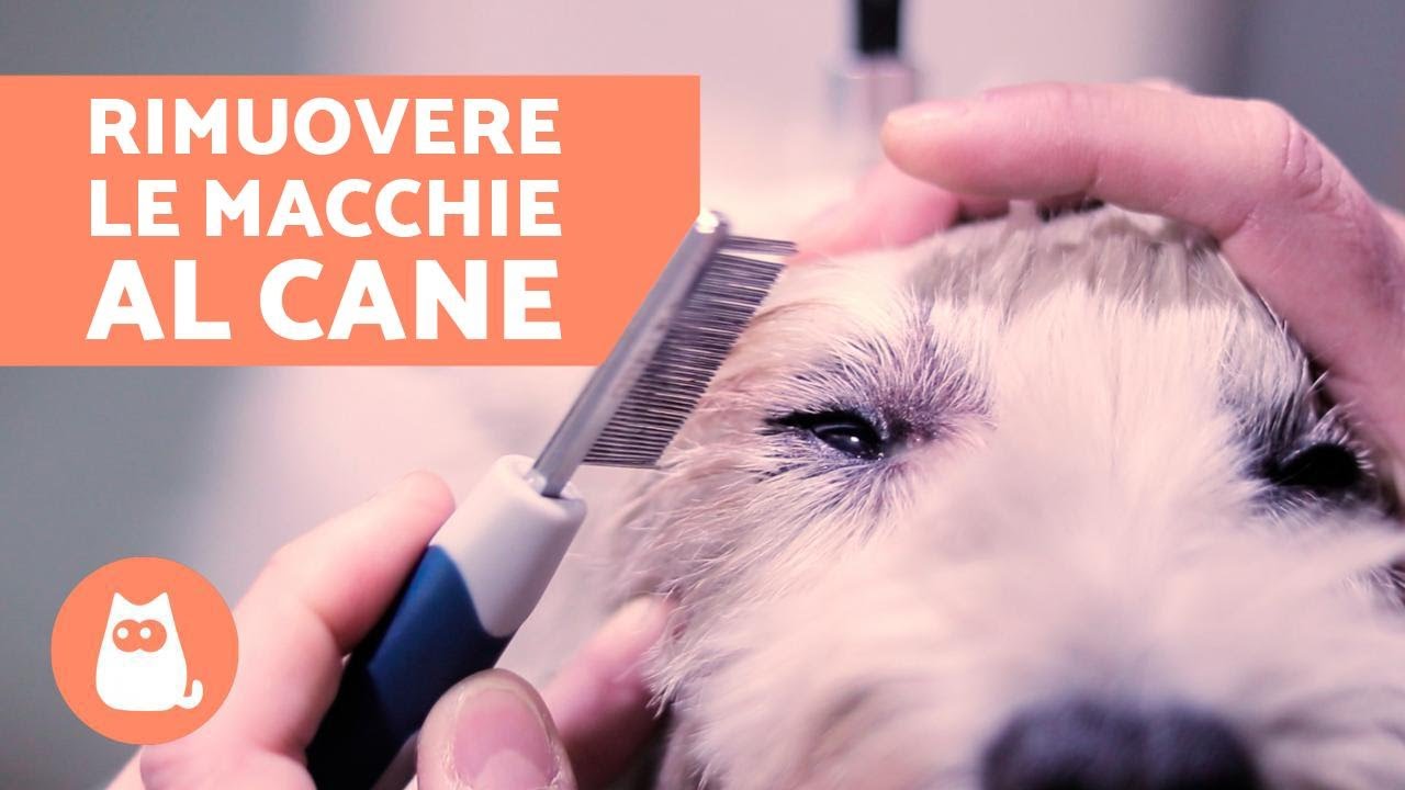 Come rimuovere le lacrime di un cane?