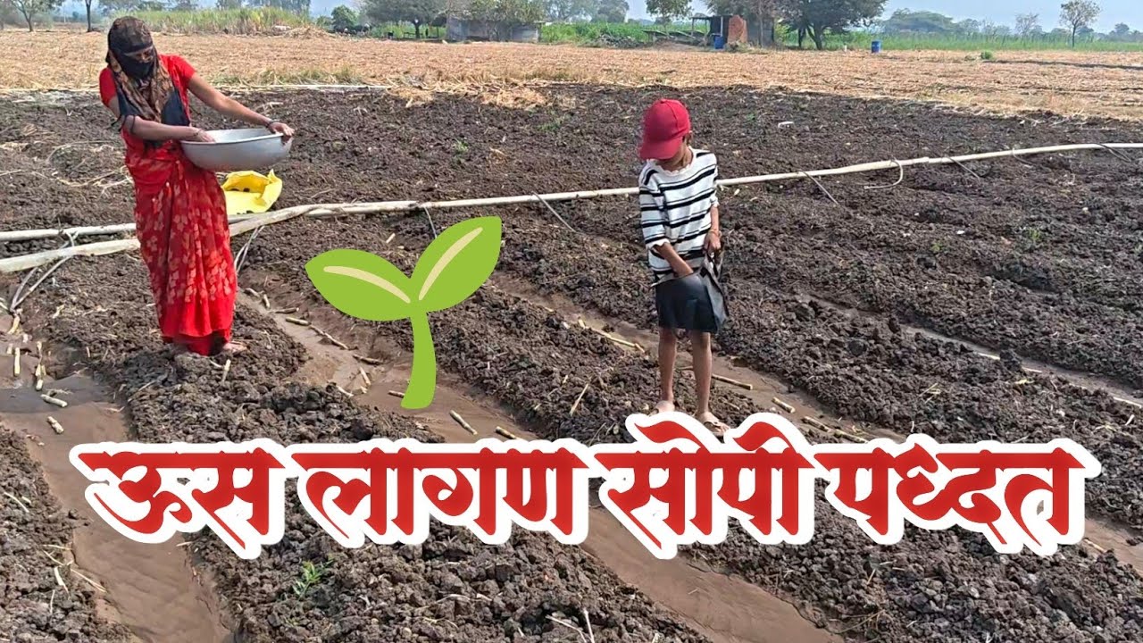 ऊस लागण | ऊस लागवड नवीन सोपी पद्धत. #शेतकरी #ऊसशेती #ऊसलागवड #शेती #शेतकरी 