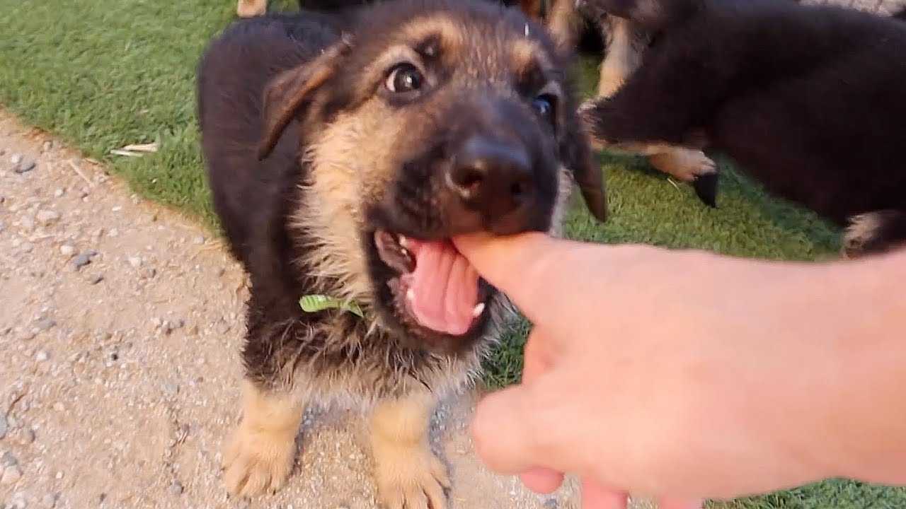 FUNNIEST German Shepherd Puppies!!