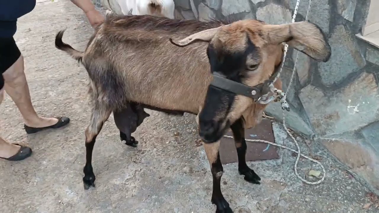 Άρμεγμα Κατσίκας