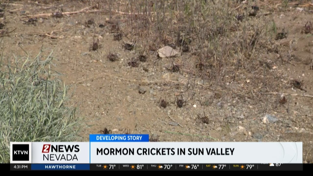 Mormon Crickets in Sun Valley